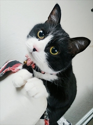 靴下もパンツもはいた猫ちゃん