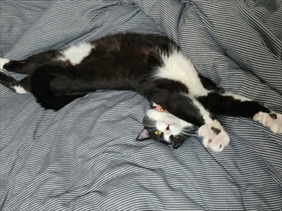 靴下もパンツもはいた猫ちゃん