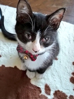 靴下もパンツもはいた猫ちゃん