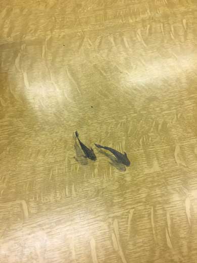 机 落書き 泳ぐ 鯉 高1 シャーペン すごい