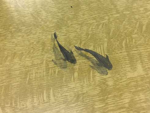 机 落書き 泳ぐ 鯉 高1 シャーペン すごい