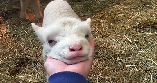 イングランドの丘