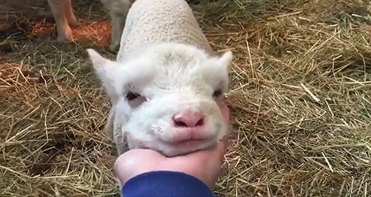 イングランドの丘