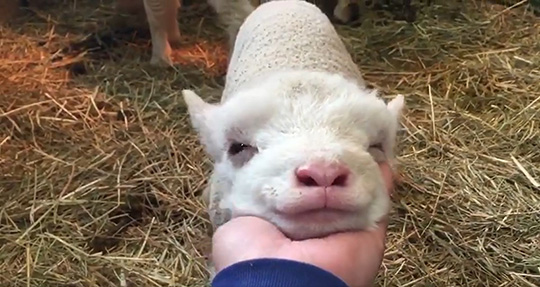 イングランドの丘