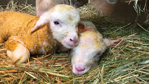 イングランドの丘