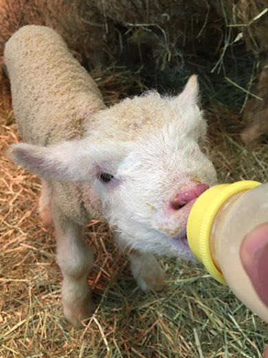 イングランドの丘