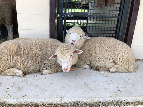 イングランドの丘