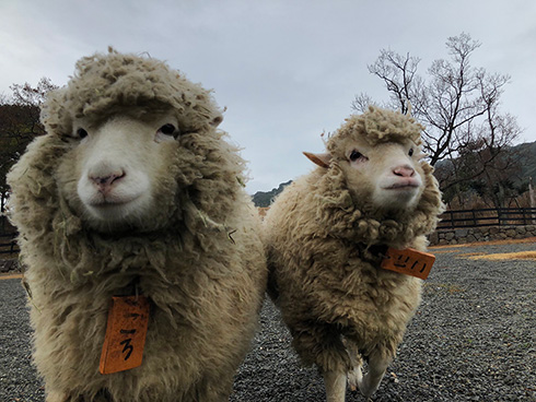 イングランドの丘