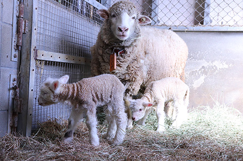 イングランドの丘