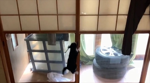 ねこ