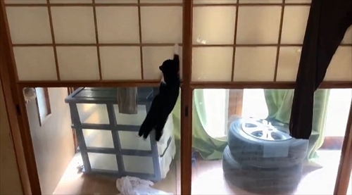 障子を破る猫ちゃん