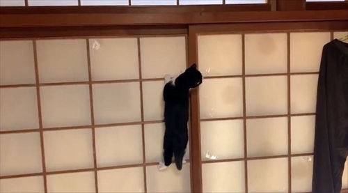 障子を破る猫ちゃん