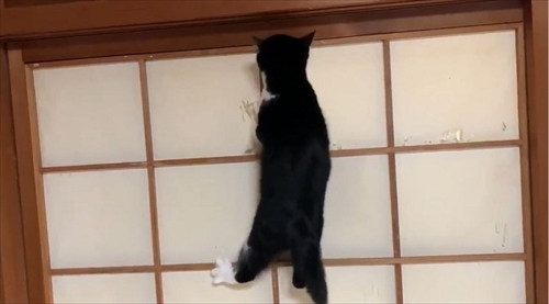 障子を破る猫ちゃん