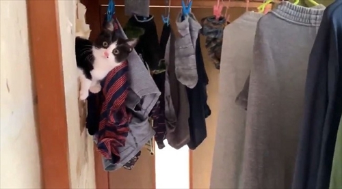 障子を破る猫ちゃん