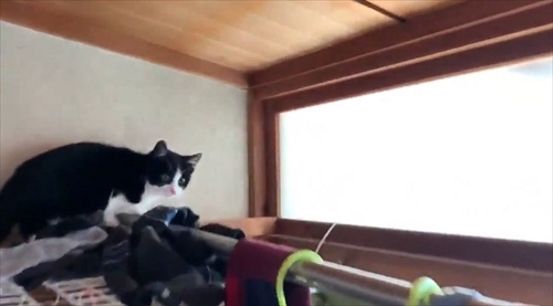 障子を破る猫ちゃん