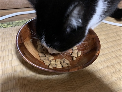 障子を破る猫ちゃん