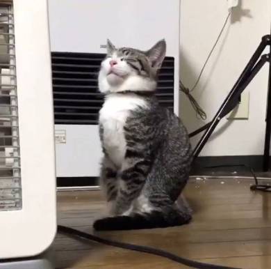 座ったまま寝る猫