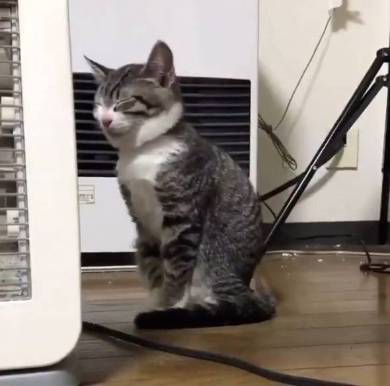 座ったまま寝る猫