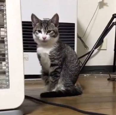 座ったまま寝る猫