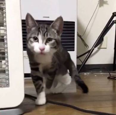 座ったまま寝る猫