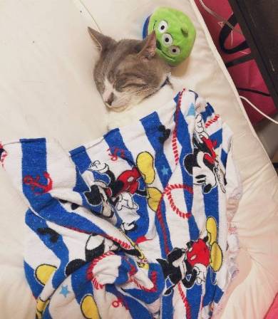 座ったまま寝る猫