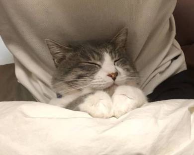 座ったまま寝る猫