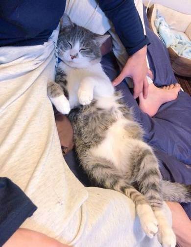 座ったまま寝る猫