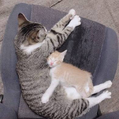 座ったまま寝る猫