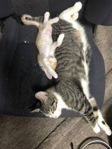 座ったまま寝る猫