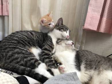 座ったまま寝る猫