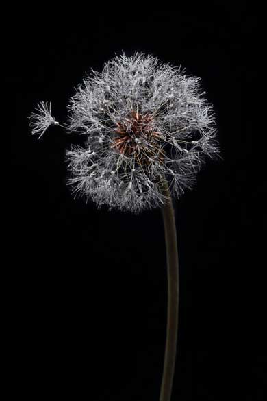 金属 造形 植物 花 タンポポ アート 作品 鈴木祥太