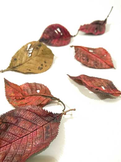 金属 造形 植物 花 タンポポ アート 作品 鈴木祥太