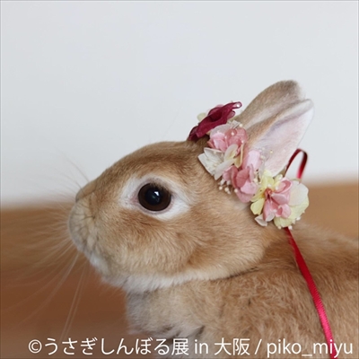 うさぎしんぼる展　大阪