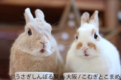 うさぎしんぼる展　大阪