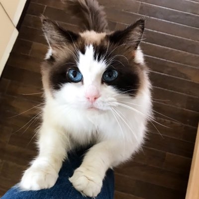 足に前足をかけるルナさん