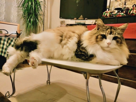 ミニテーブルに乗るジョンさん