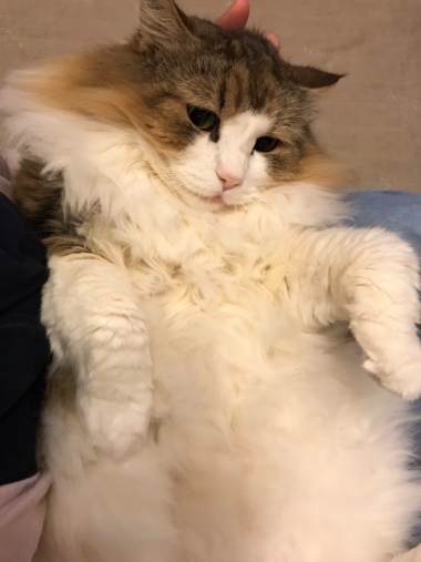 舌ちょろジョンさん