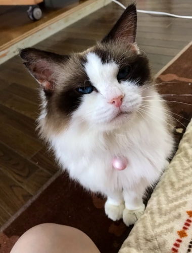 鈴をつけたルナさん