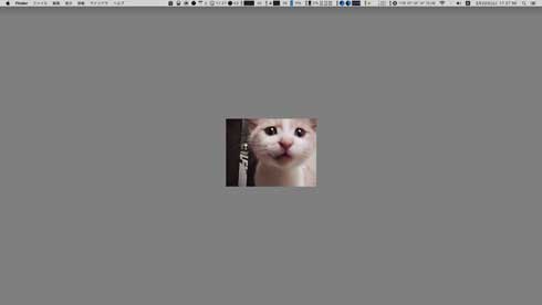 時代 小さくなっていく 猫 写真 画面 解像度 デスクトップ PC 壁紙