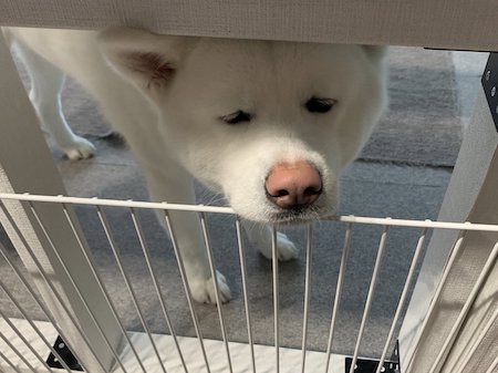 秋田犬