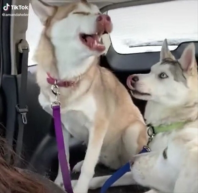 クシャミが止まらないワンちゃん