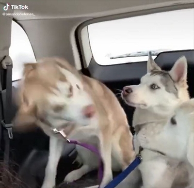 クシャミが止まらないワンちゃん