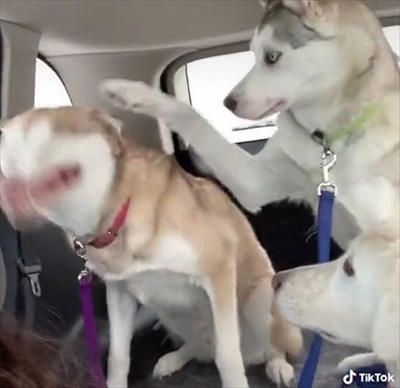 クシャミが止まらないワンちゃん