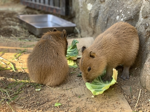 伊豆シャボテン動物公園
