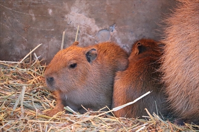 伊豆シャボテン動物公園