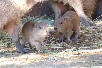 伊豆シャボテン動物公園