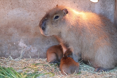 伊豆シャボテン動物公園