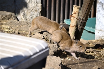 伊豆シャボテン動物公園