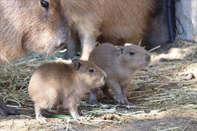伊豆シャボテン動物公園