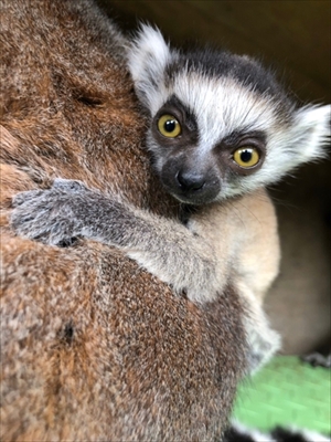 伊豆シャボテン動物公園